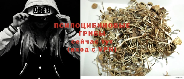 прущие грибы Чегем